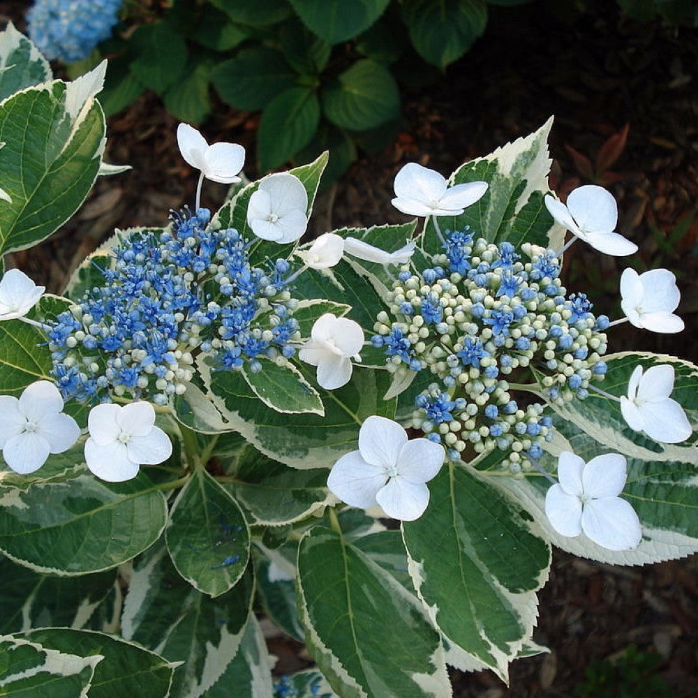 Mariesii Variegated Hydrangea