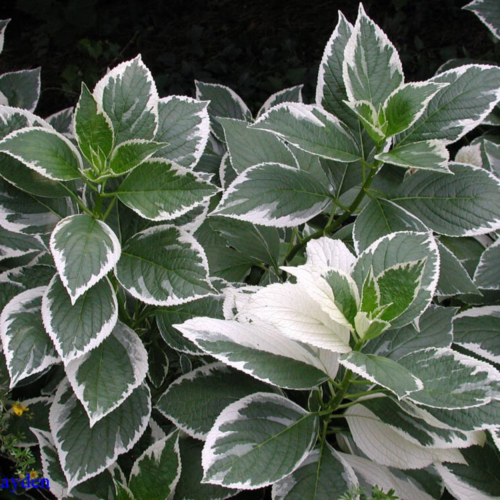 Mariesii Variegated Hydrangea