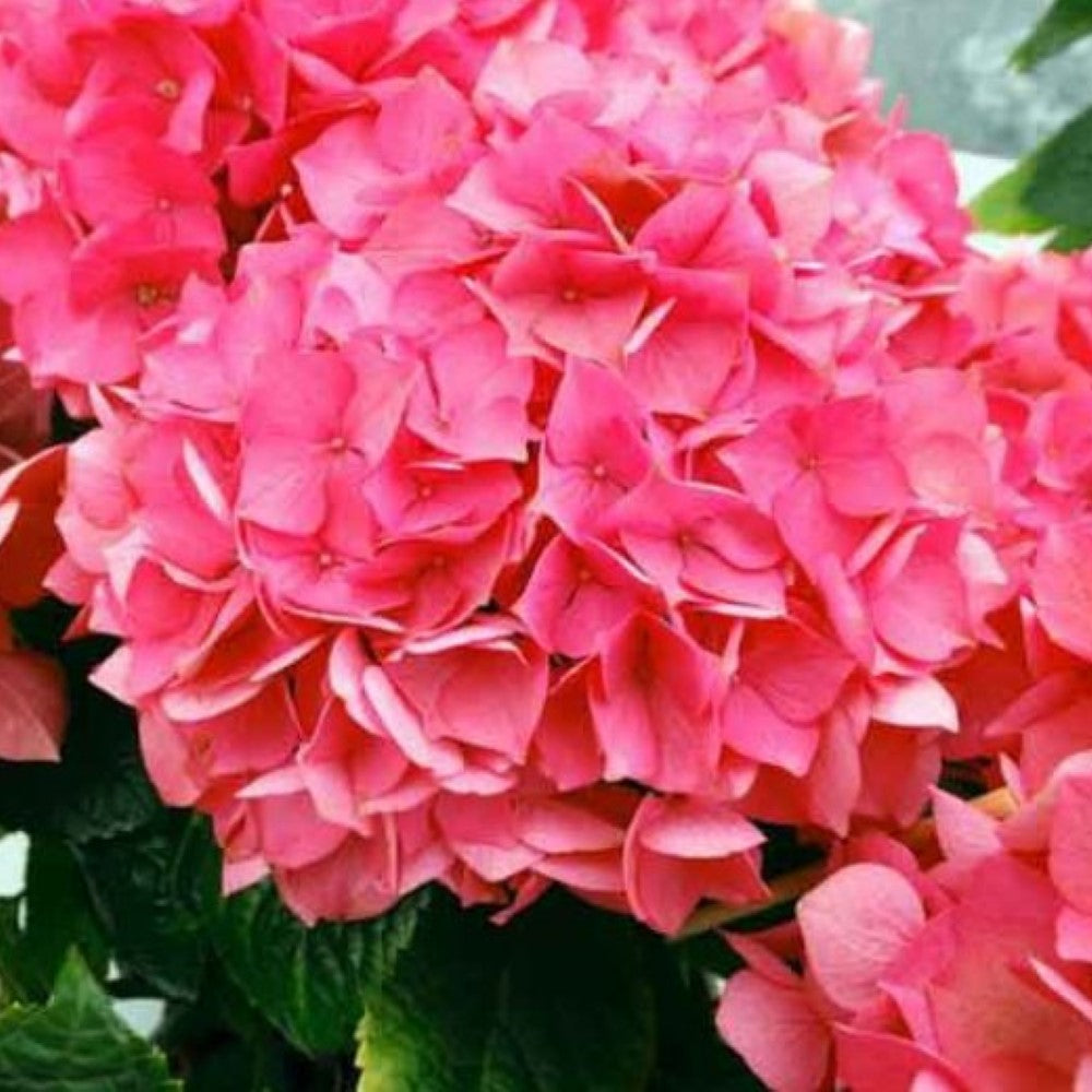 Masja Hydrangea