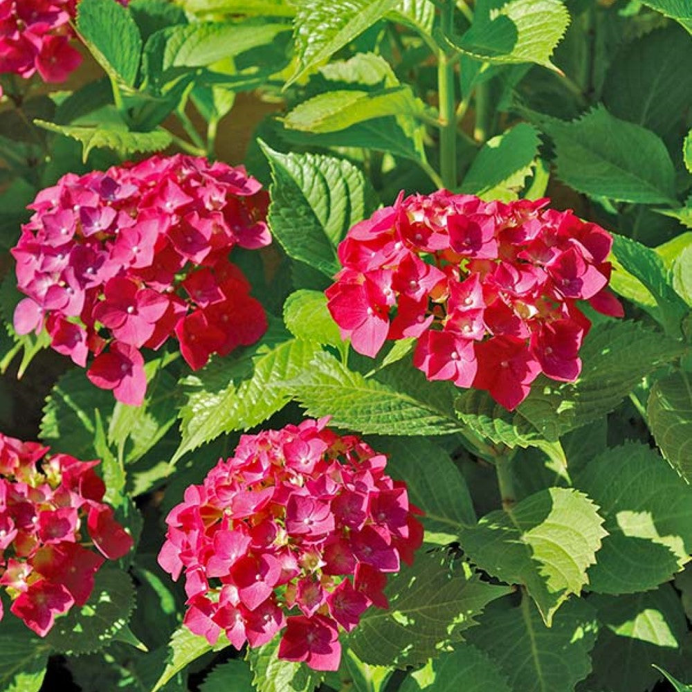 Masja Hydrangea