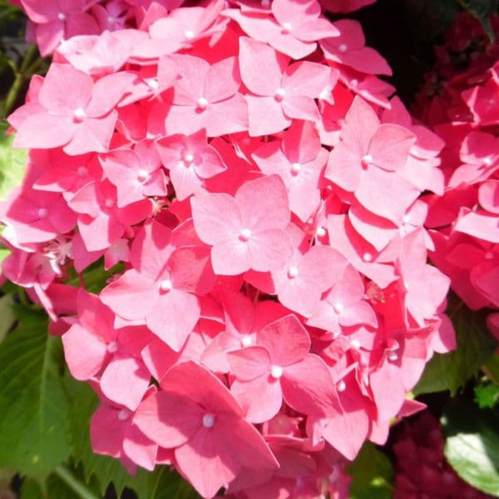 Masja Hydrangea