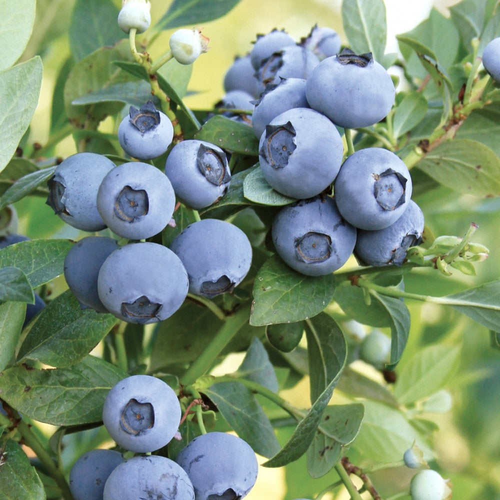 Meadowlark Blueberry