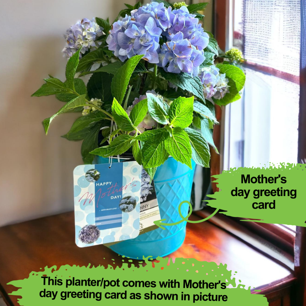 Alluring Pot/Planter with Happy Mother's Day Greeting card tag|Our planters are made of Galvanized Metal to make them heavy duty and durable. The pots are ideal to keep your nursery plants indoors and outdoors to enhance your home decor