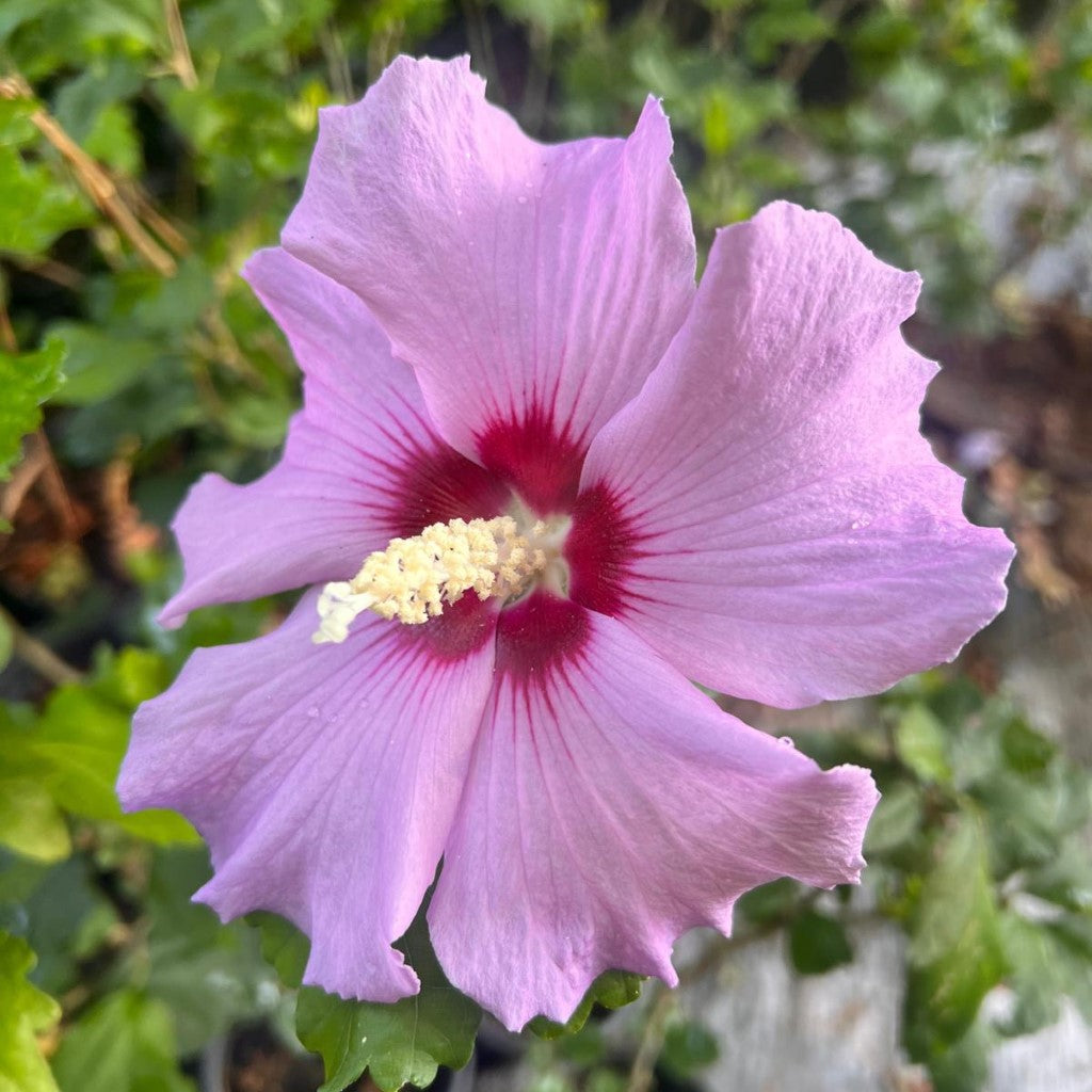 Minerva Althea Tree (Rose of Sharon)