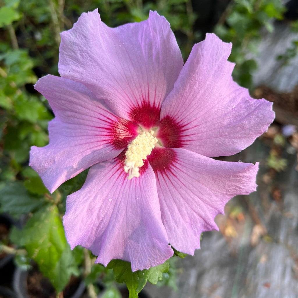 Minerva Althea Tree (Rose of Sharon)