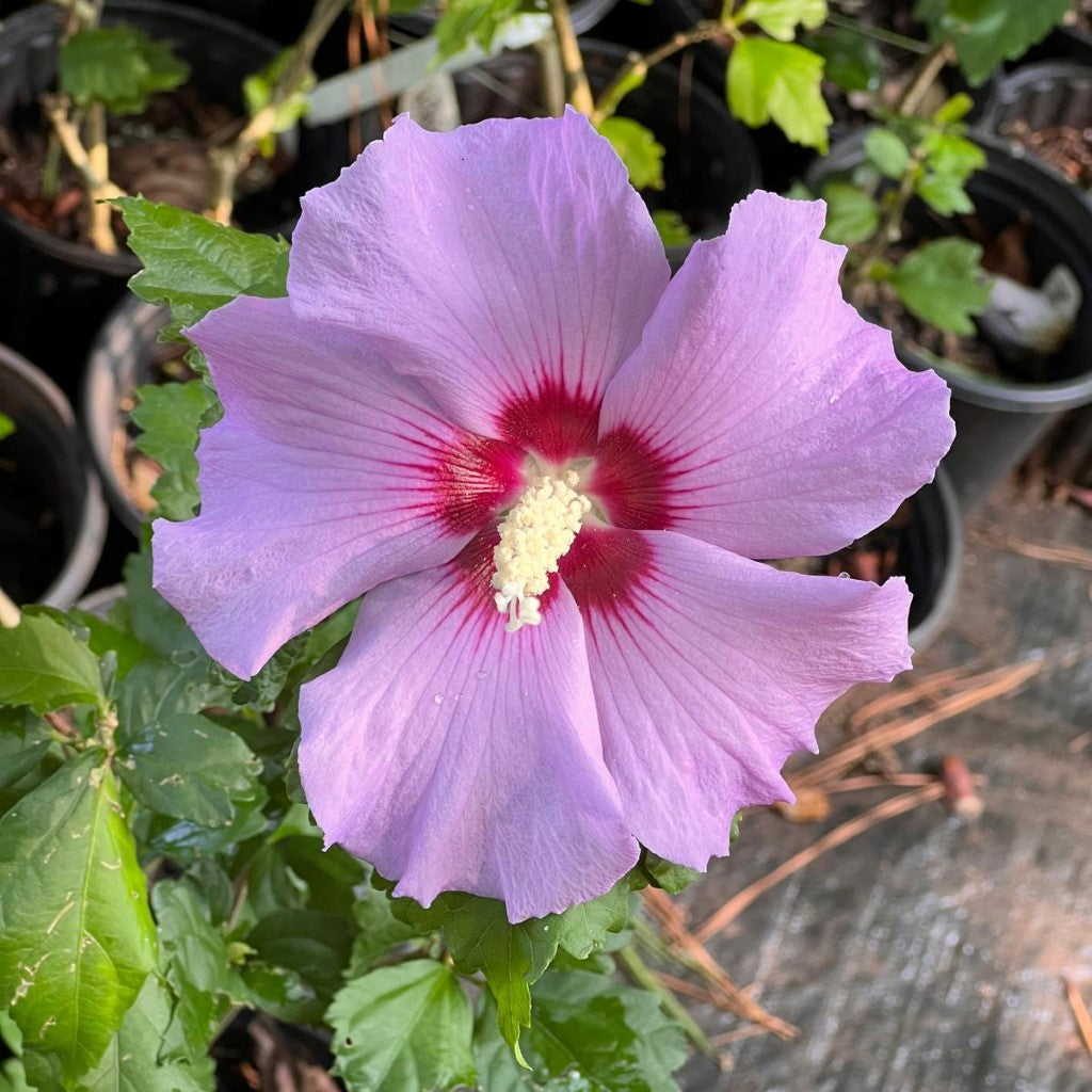 Minerva Althea Tree (Rose of Sharon)