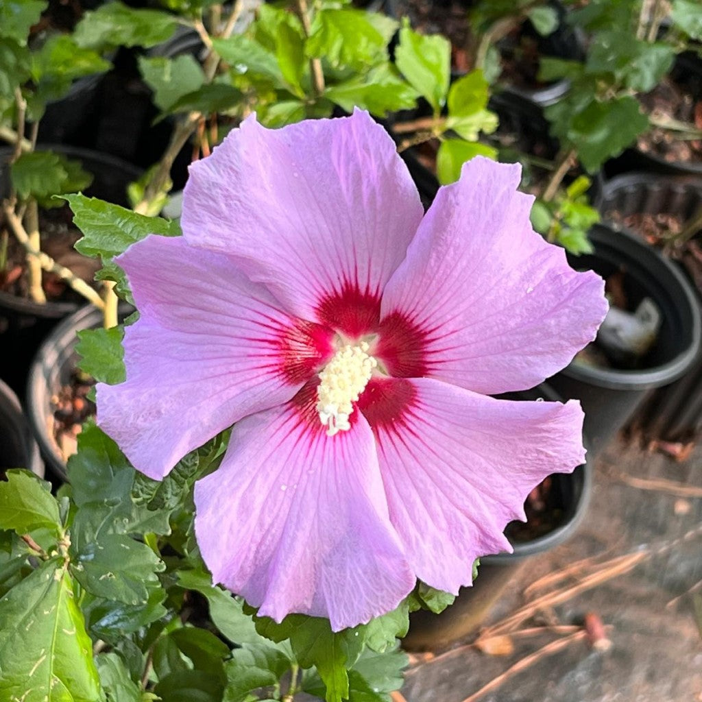 Minerva Althea Tree (Rose of Sharon)