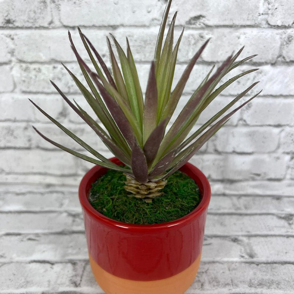 Gorgeous Succulents in Ceramic Pot