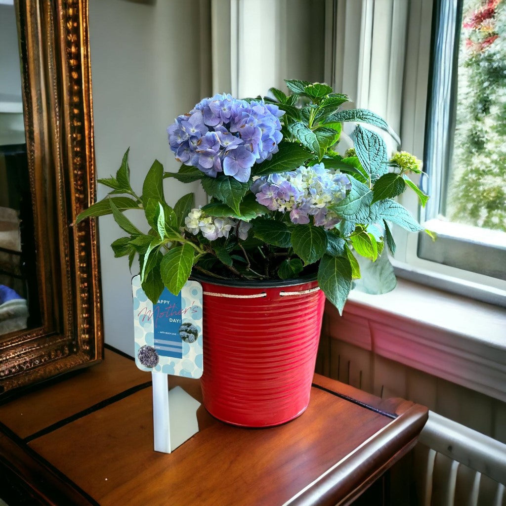 Mini Penny Hydrangea