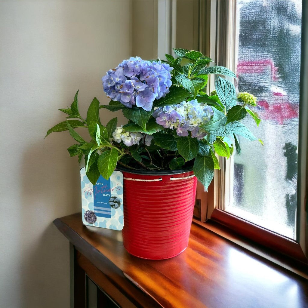 Mini Penny Hydrangea