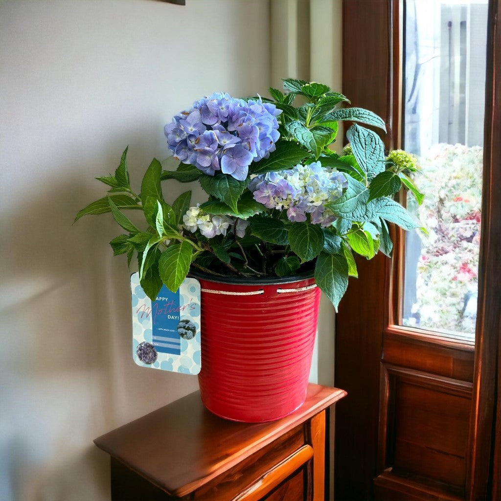 Mini Penny Hydrangea