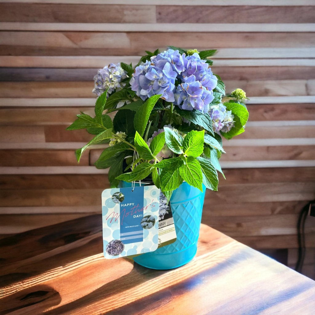 Mini Penny Hydrangea