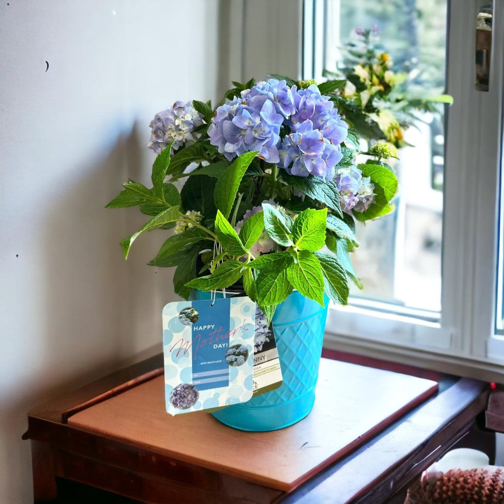 Mini Penny Hydrangea