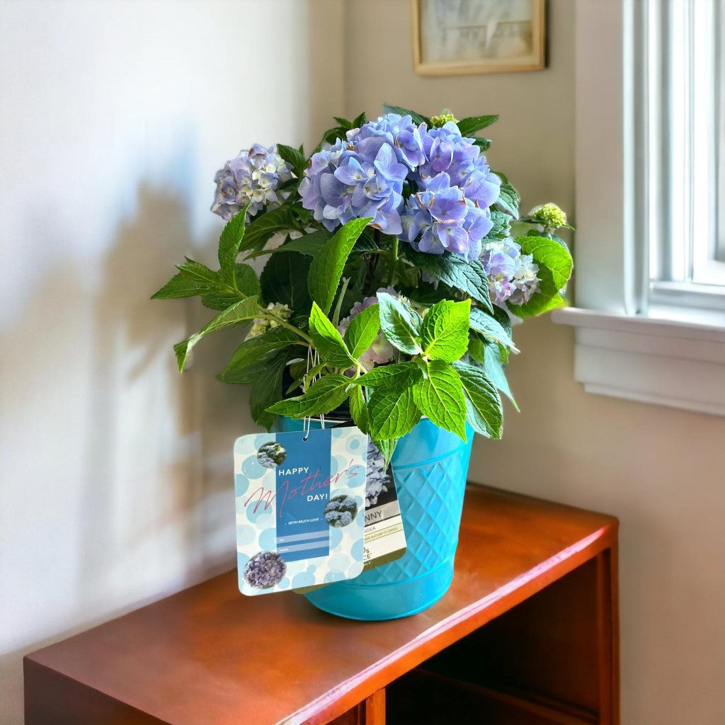 Mini Penny Hydrangea