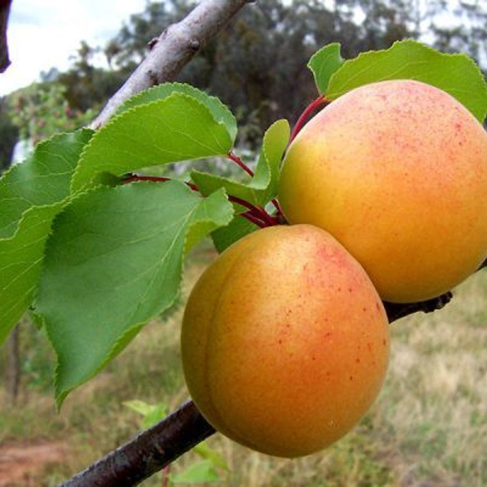 Moorpark Apricot Tree