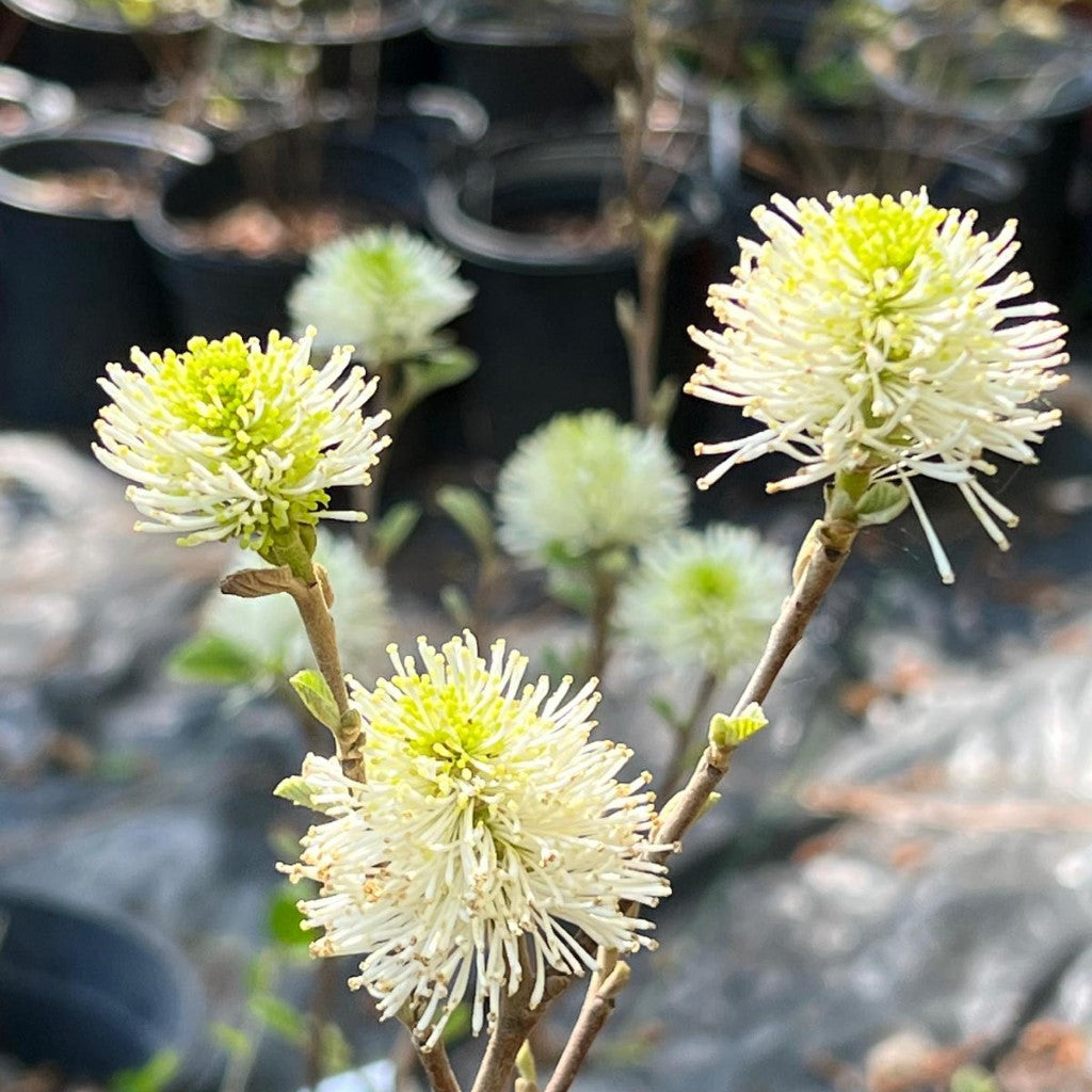 Mount Airy Fothergilla