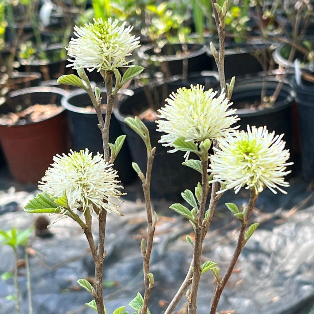 Mount Airy Fothergilla