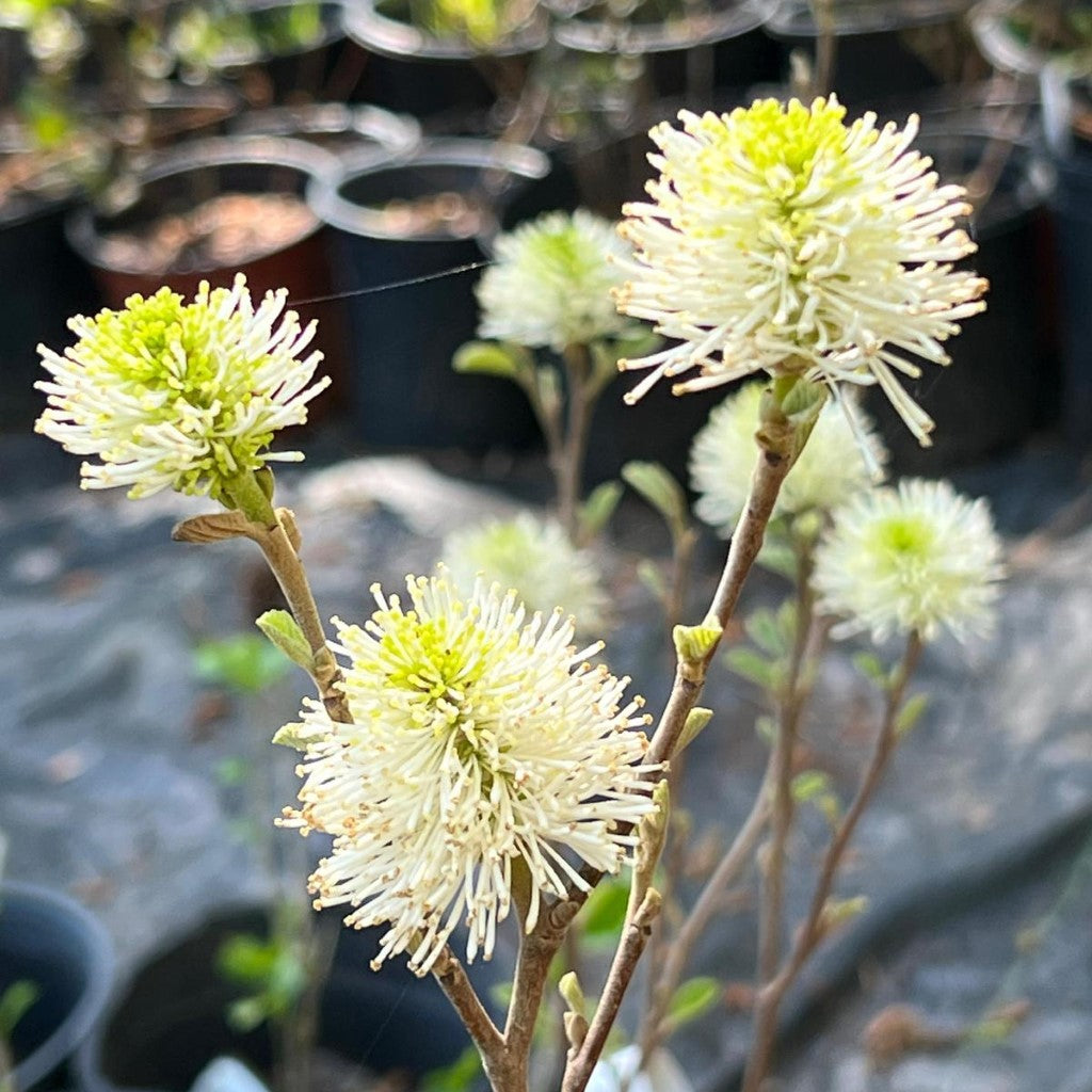 Mount Airy Fothergilla