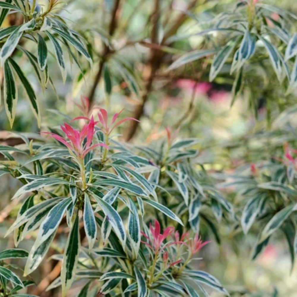 Pieris japonica 'Mountain Fire'