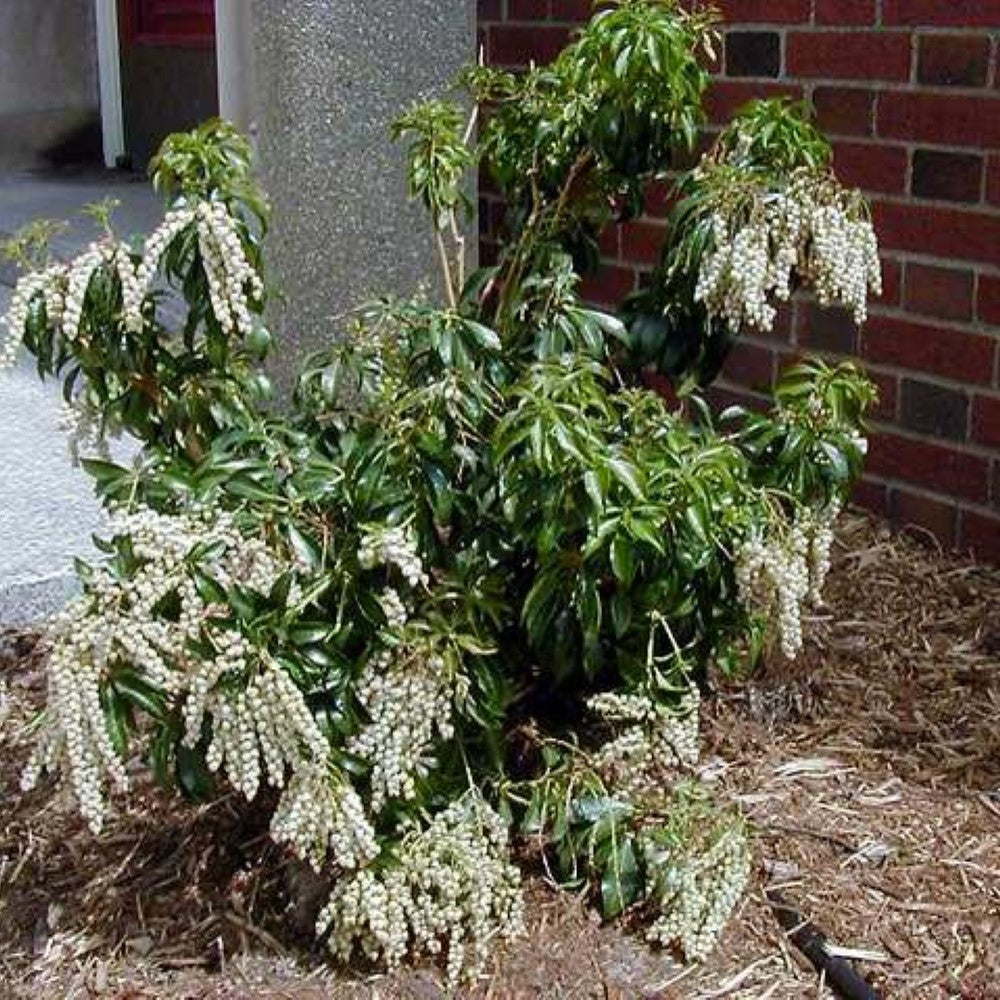 Pieris japonica 'Mountain Fire'