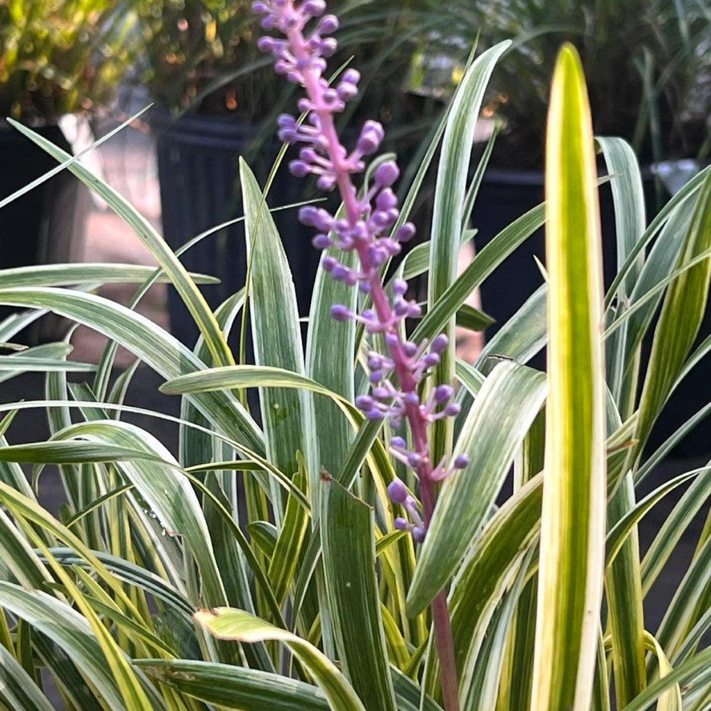 Liriope Muscari 'Variegata' Lily Turf