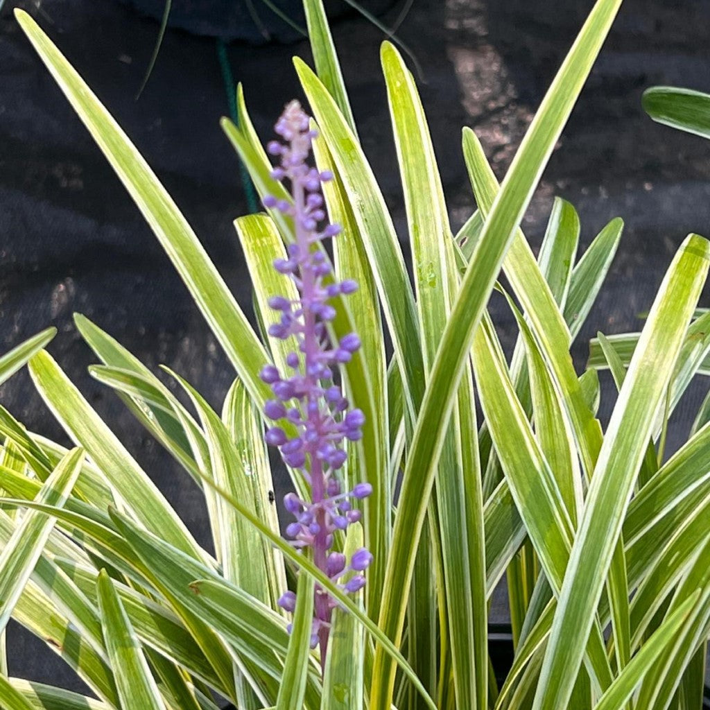 Liriope Muscari 'Variegata' Lily Turf