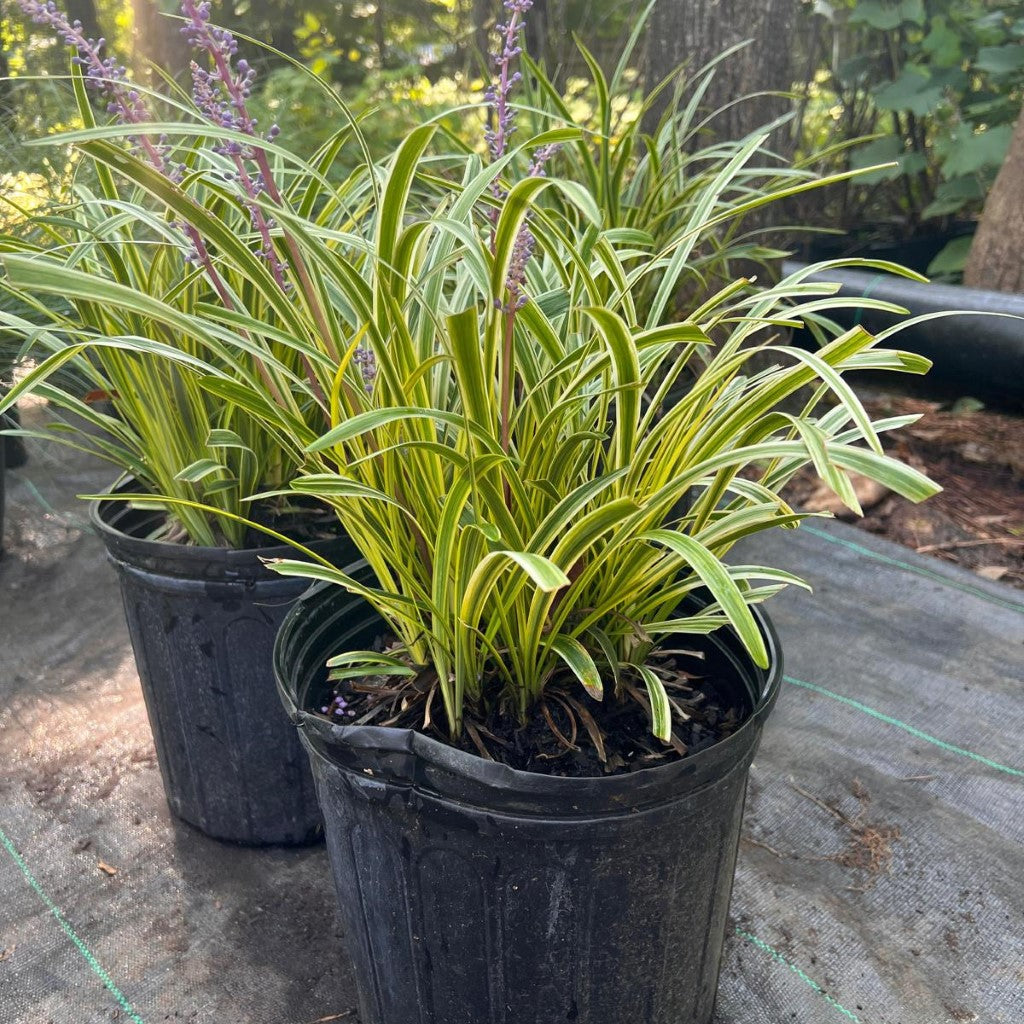 Liriope Muscari 'Variegata' Lily Turf