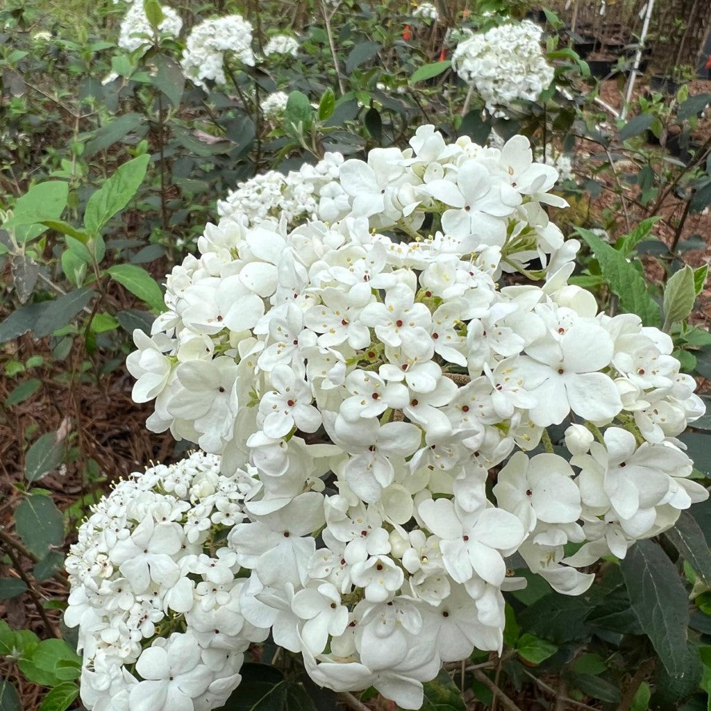 Nantucket Viburnum Shrub