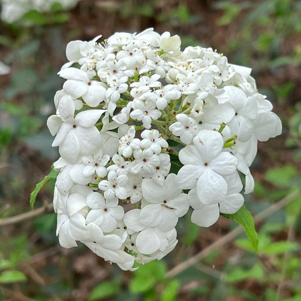 Nantucket Viburnum Shrub