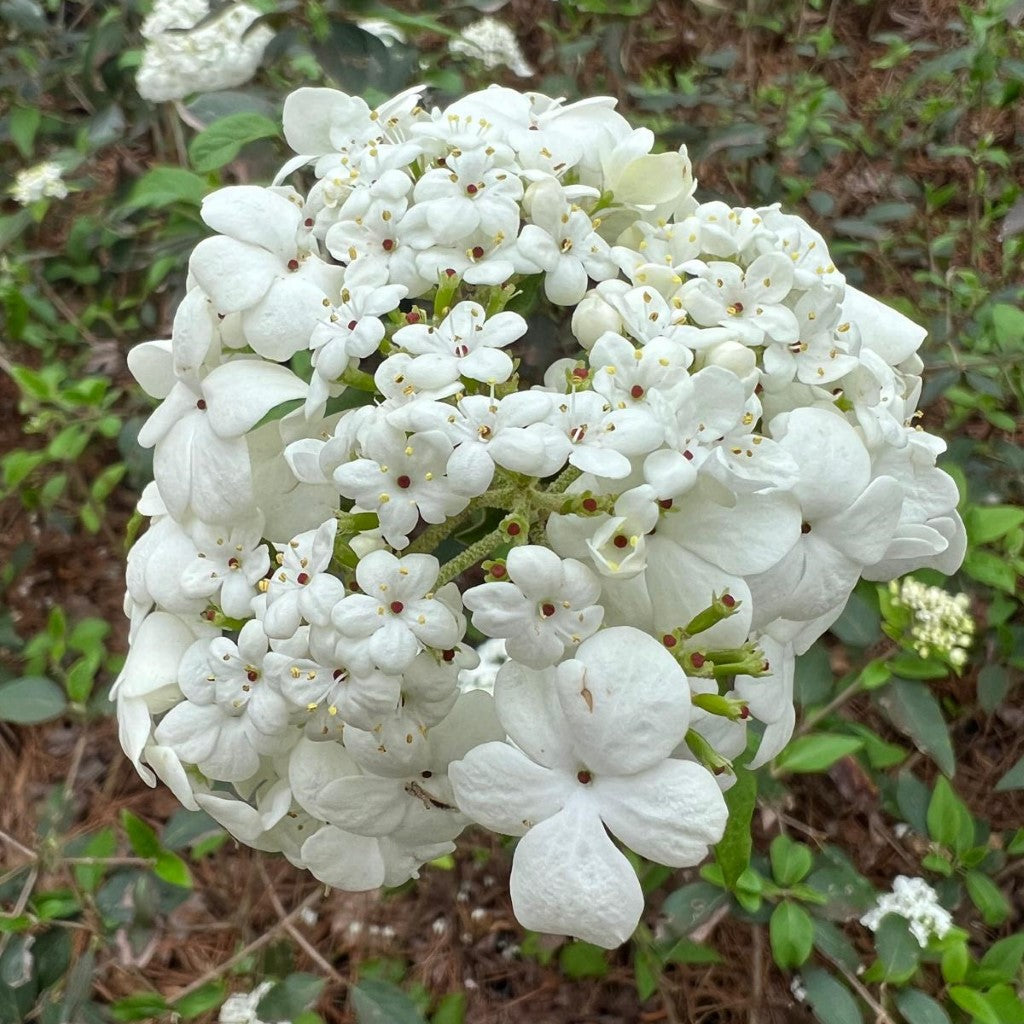 Nantucket Viburnum Shrub