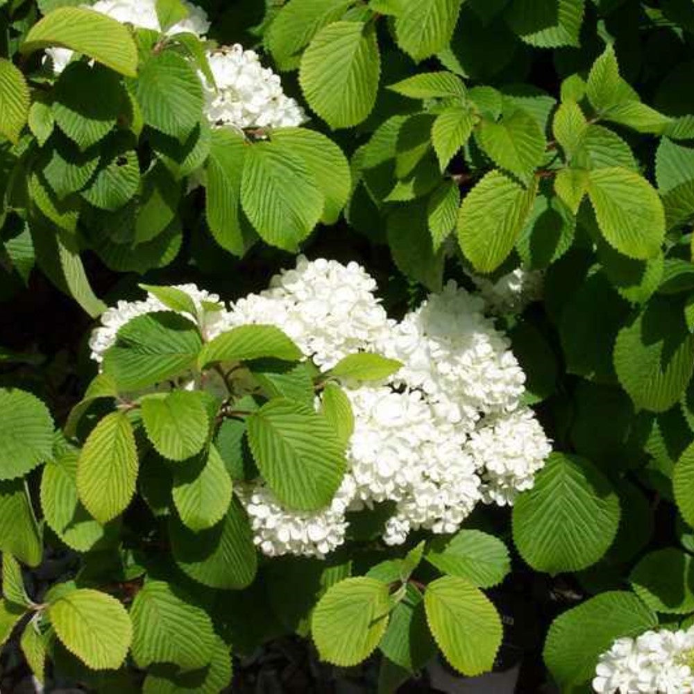 Newzam Newport Viburnum