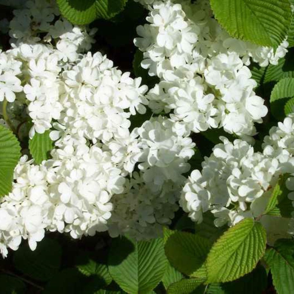 Newzam Newport Viburnum