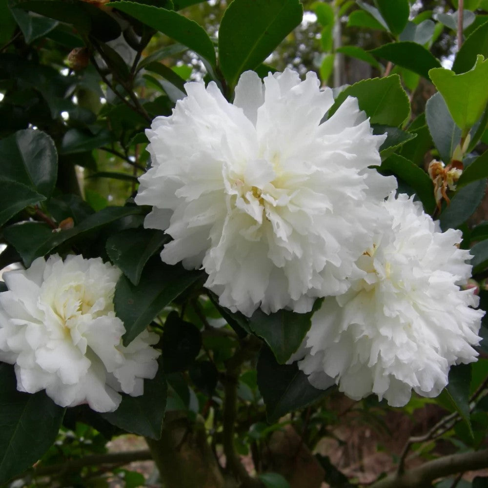 October Magic Ivory Camellia