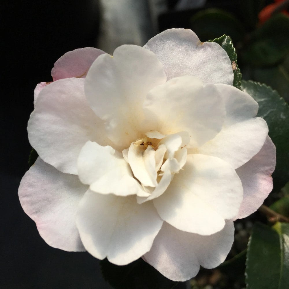 October Magic Orchid Camellia