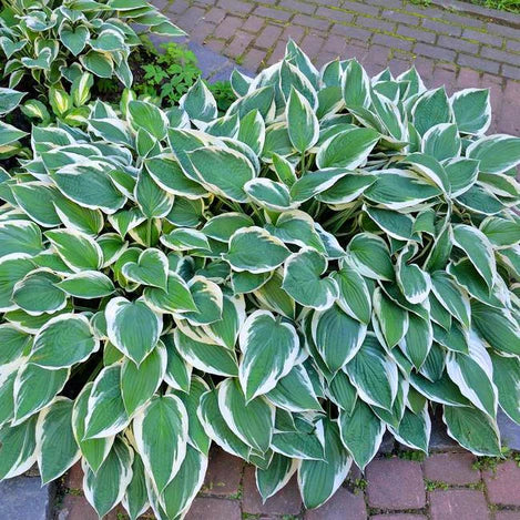 Hosta 'Patriot'