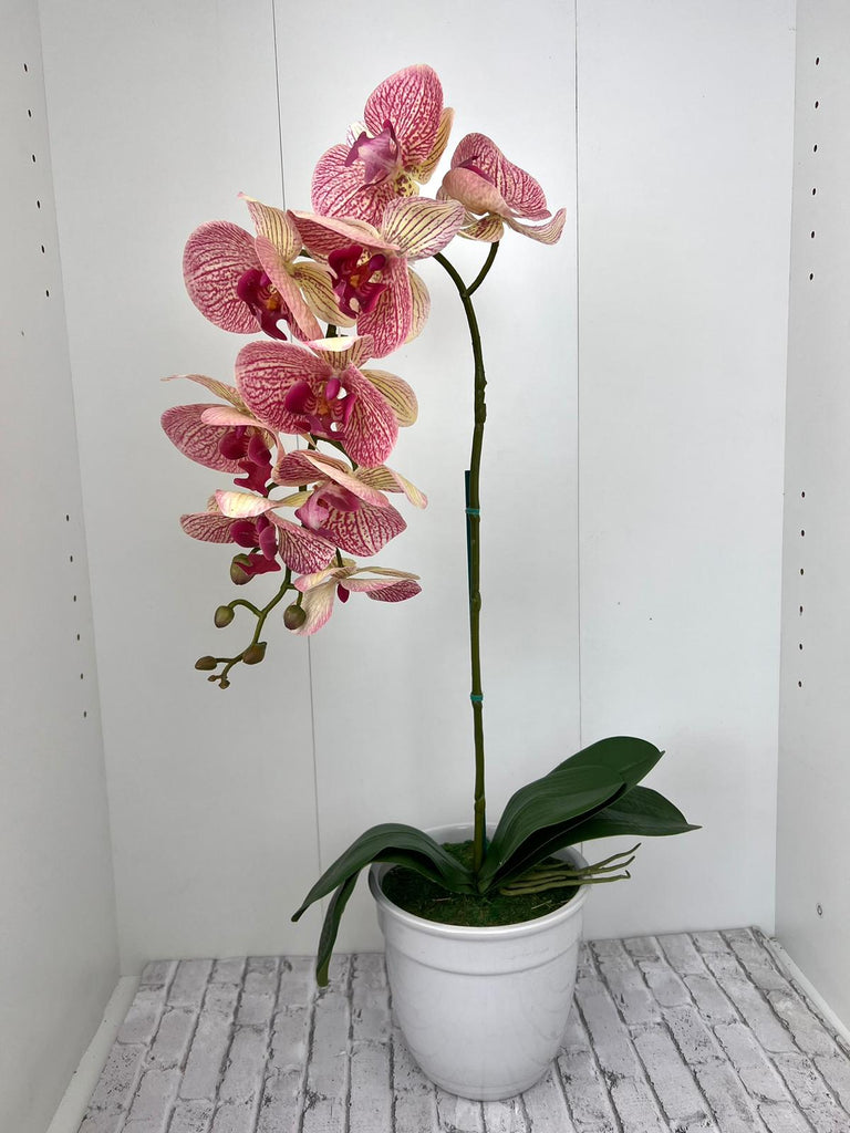 Beautiful Variegated Orchid in Ceramic Pot