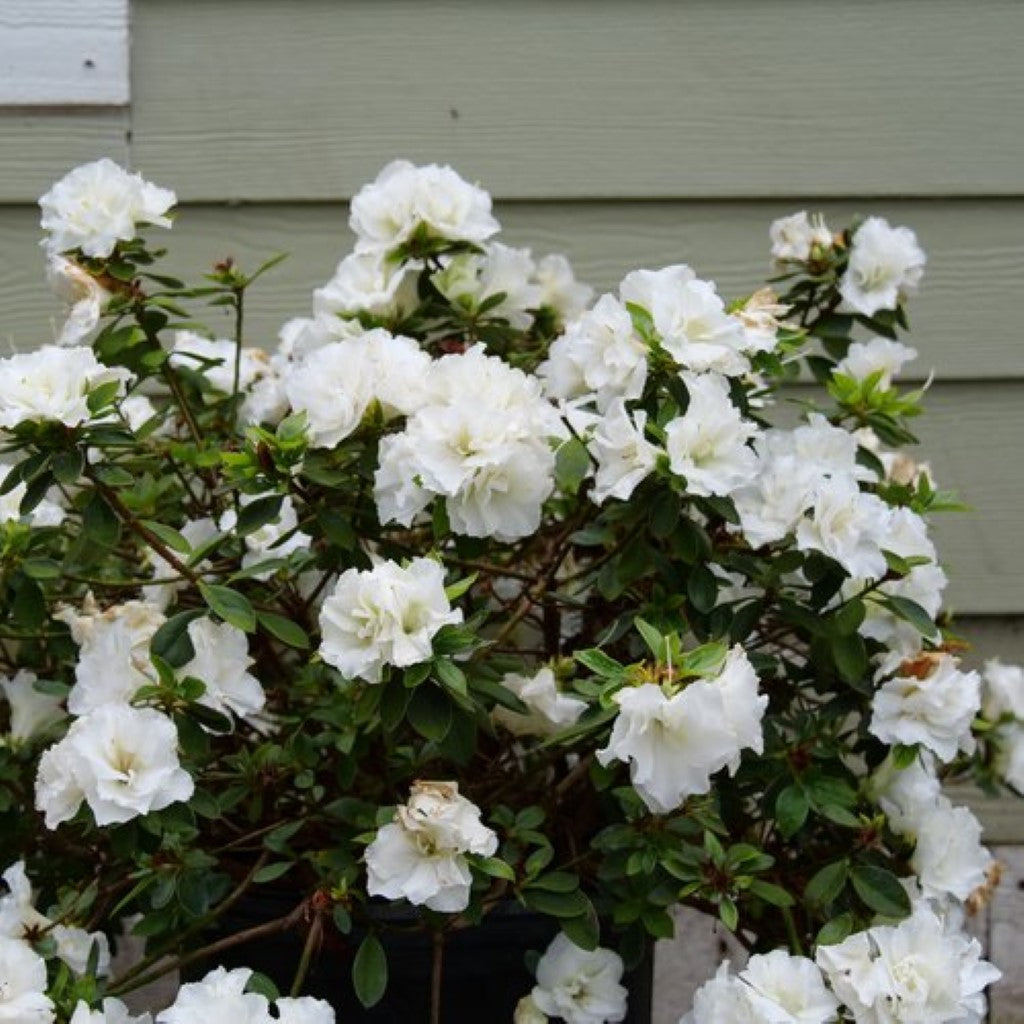 Perfecto Mundo Double White Reblooming Azalea