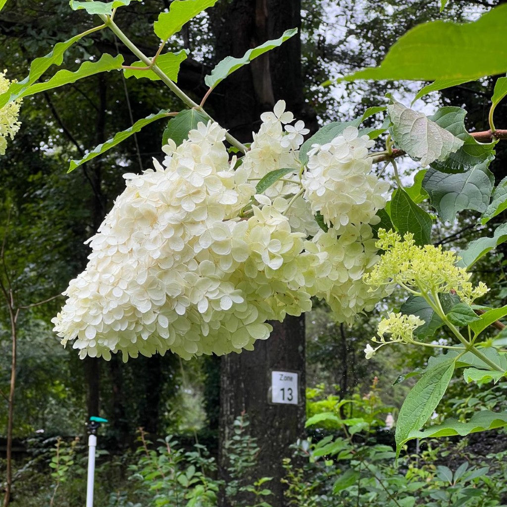 Phantom Hydrangea