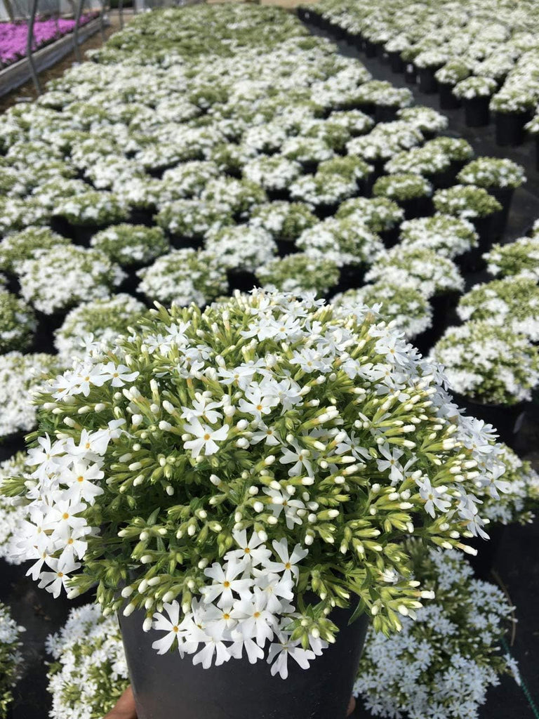 Phlox Subulata 'Snowflake' White Creeping Phlox is Covered with White Flowers In Spring