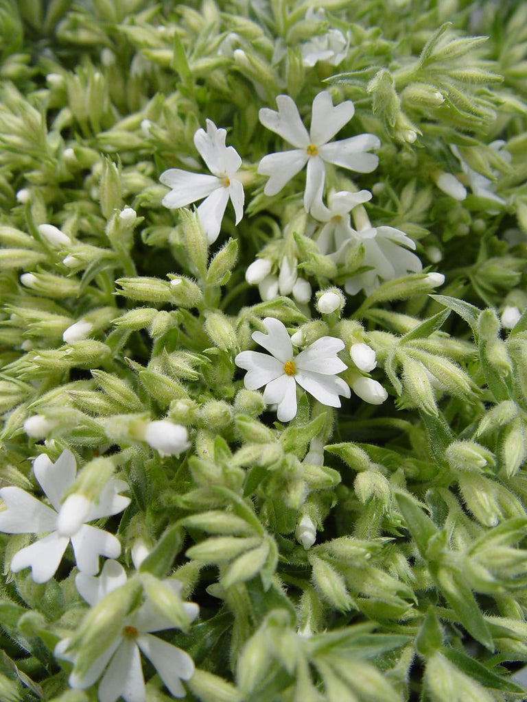 Phlox Subulata 'Snowflake' White Creeping Phlox is Covered with White Flowers In Spring