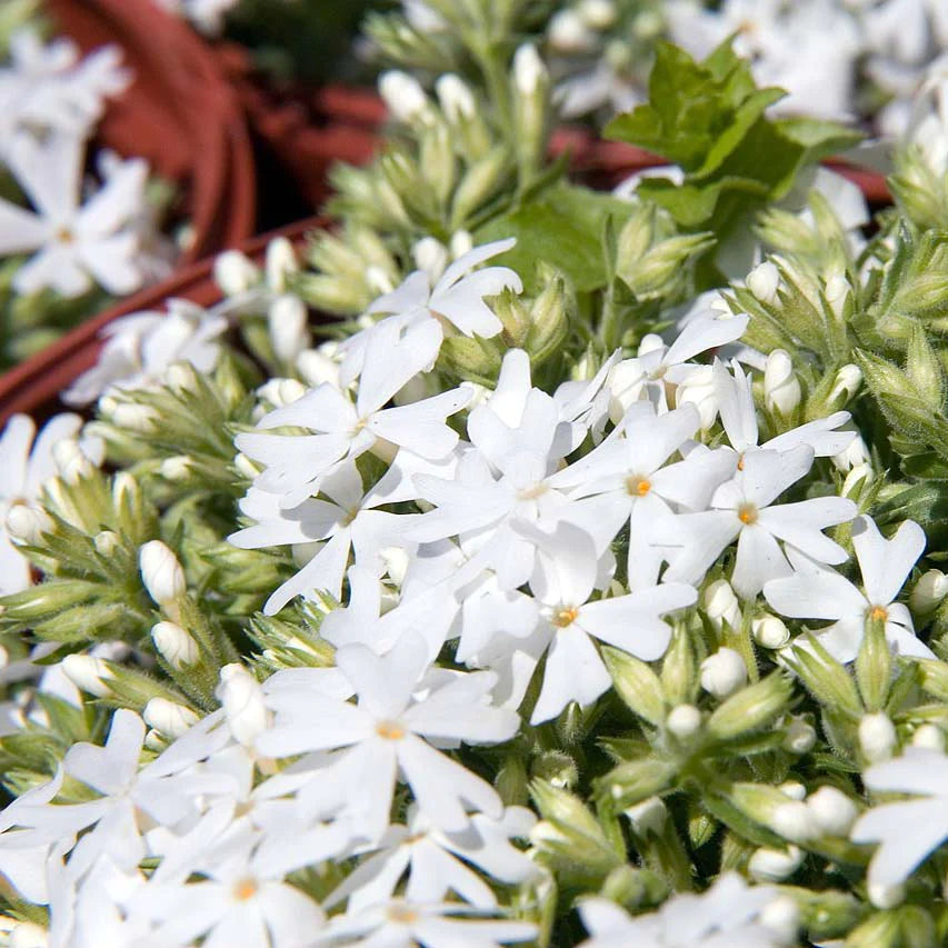 Phlox Subulata 'Snowflake' White Creeping Phlox is Covered with White Flowers In Spring