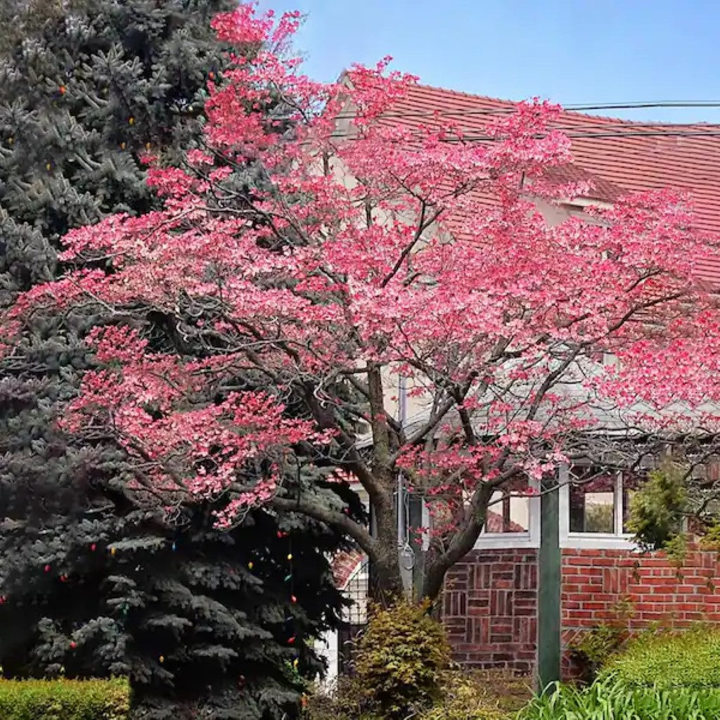 Pink Dogwood Tree, Gorgeous Rose Pink Flowers In Spring, Vibrant Red Berries, Green Leaves Turn Crimson In Fall.