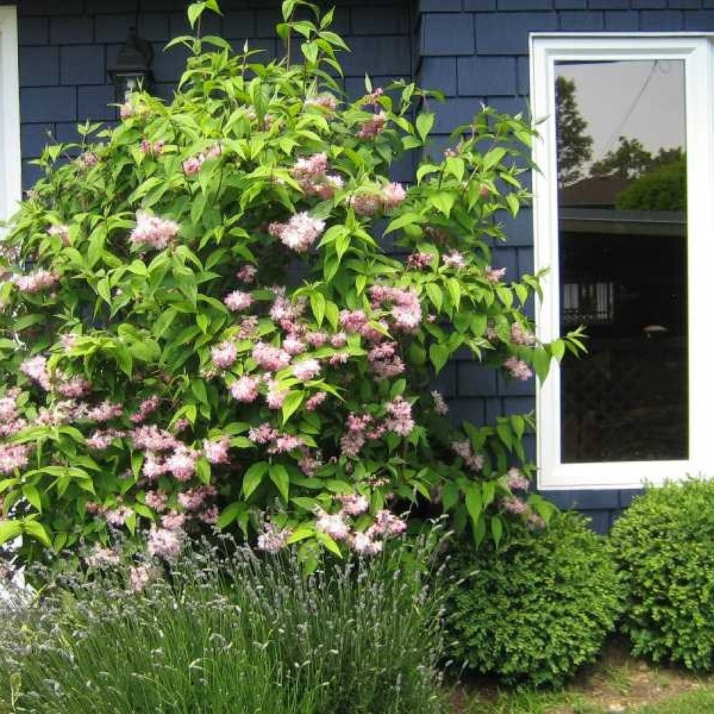 Pink Magnificent Deutzia