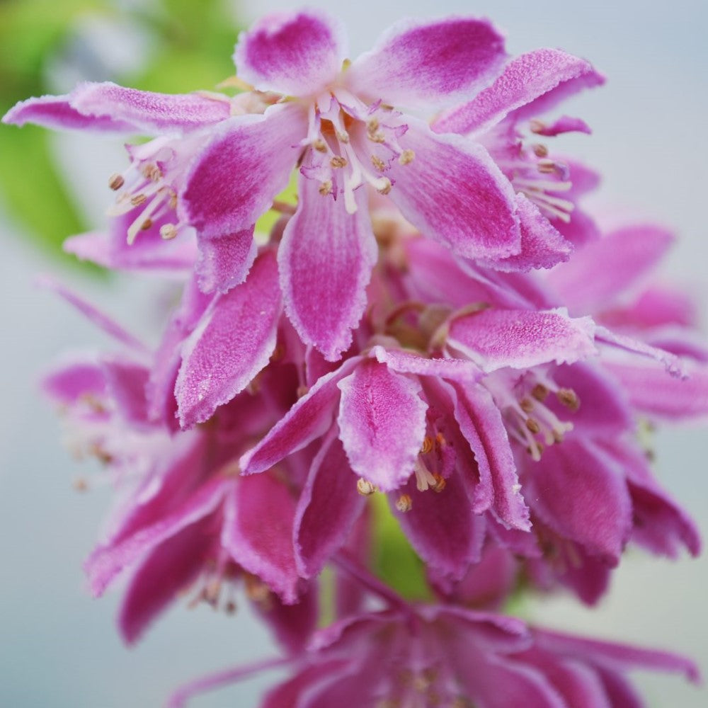 Pink Magnificent Deutzia