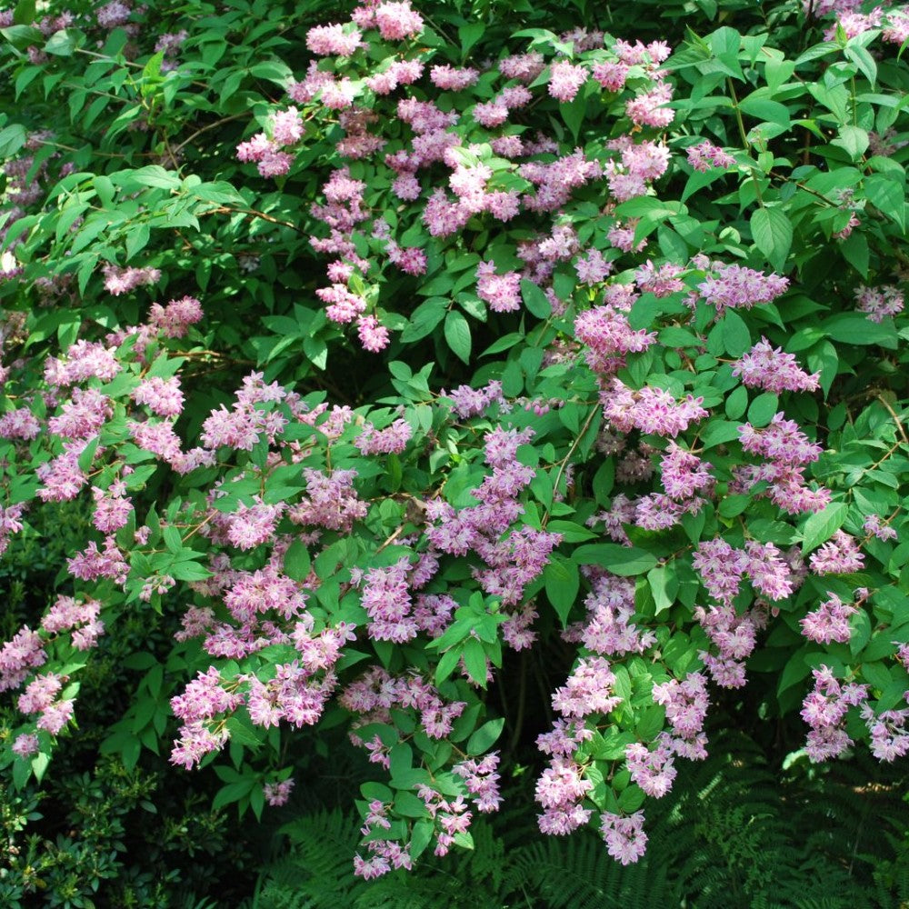 Pink Magnificent Deutzia