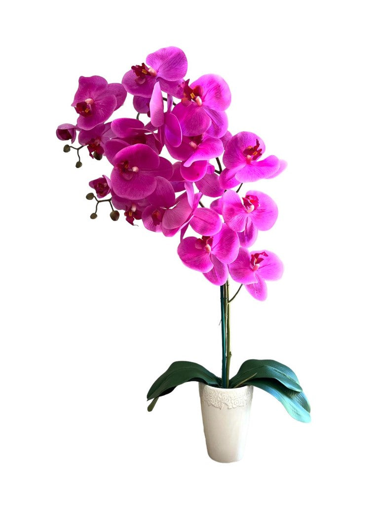 Stunning Orchids in White Conical Pot