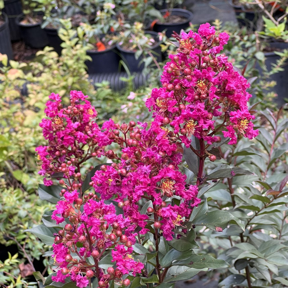 Crape Myrtle Plum Magic