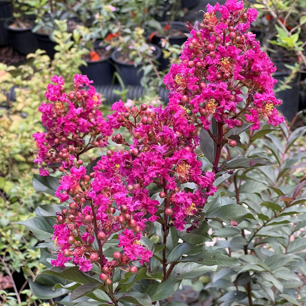 Crape Myrtle Plum Magic