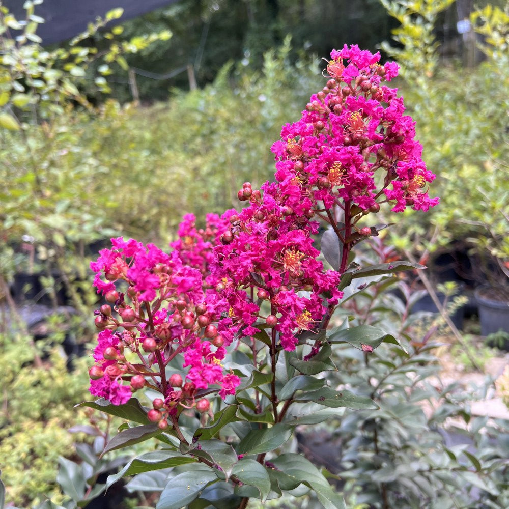 Crape Myrtle Plum Magic