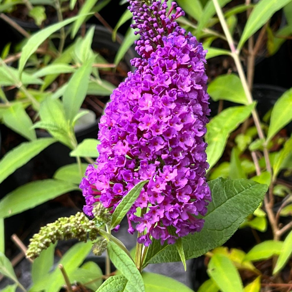 Potter'S Purple Butterfly Bush